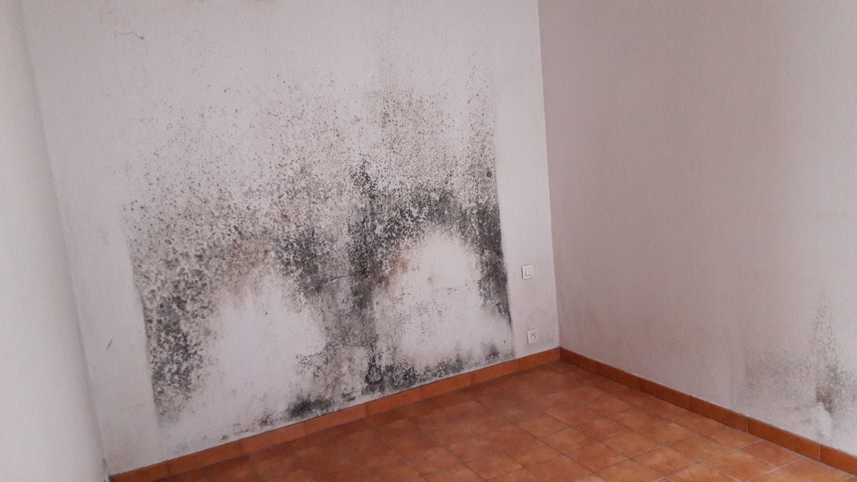 Moisissures - Expertise humidité à Poitiers